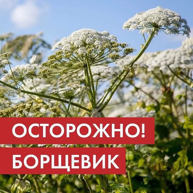 «Осторожно! Борщевик!».